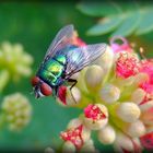 Fliege auf Seitenbaumblüte