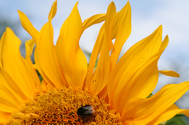 Fliege auf Sonnenblume