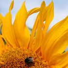 Fliege auf Sonnenblume
