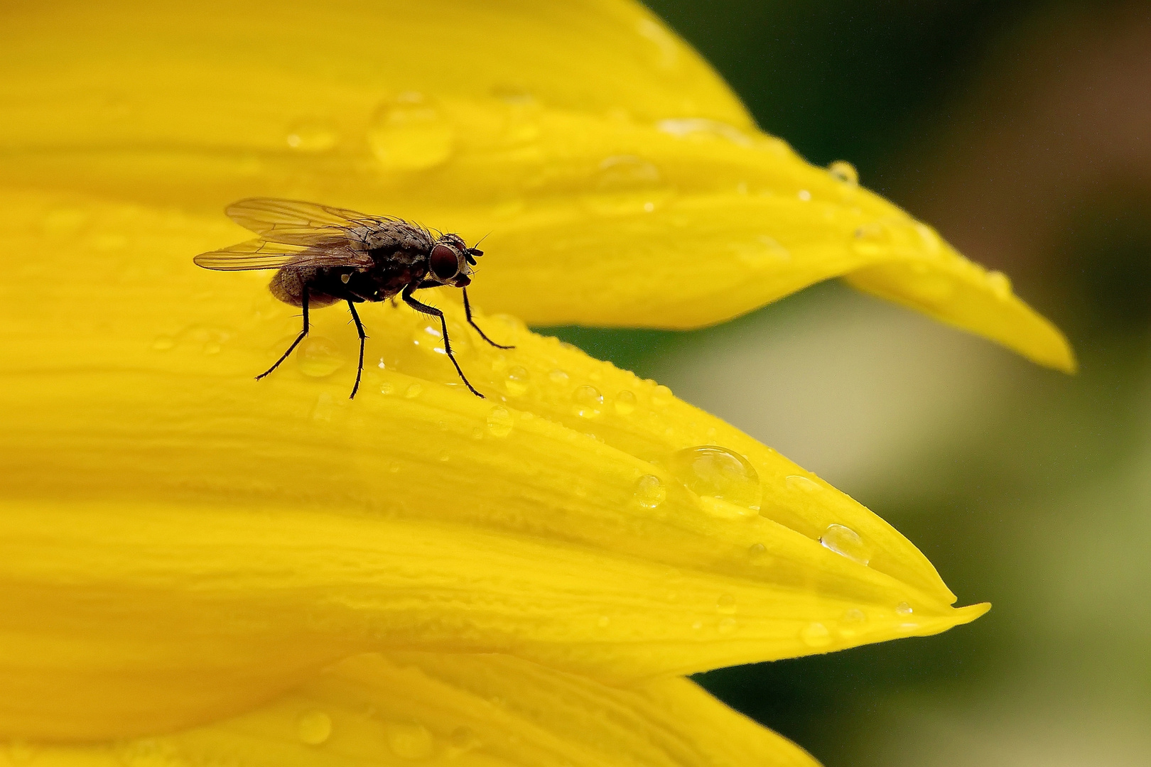 Fliege auf Sonnenblume