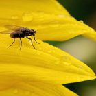 Fliege auf Sonnenblume