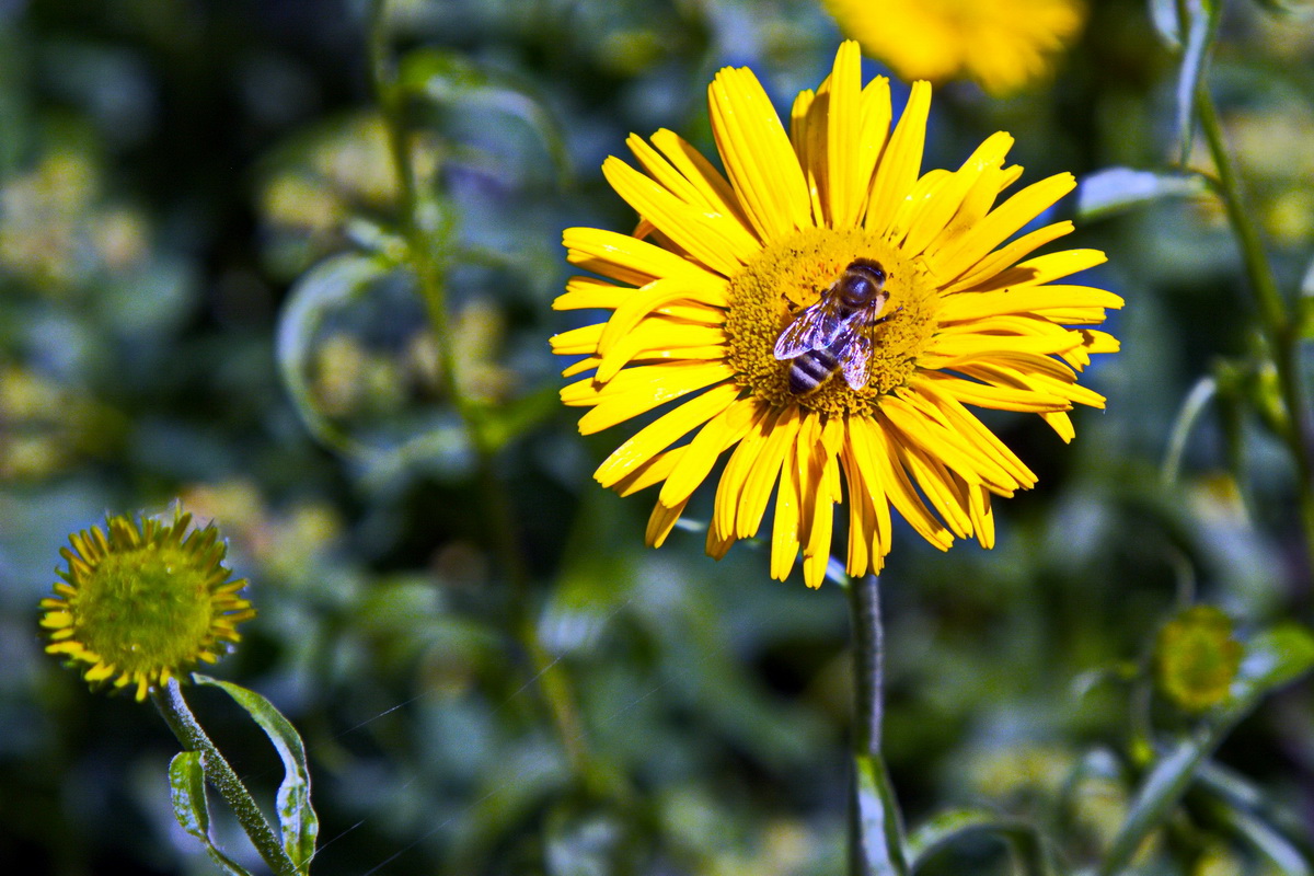 Fliege auf Sonnenblume