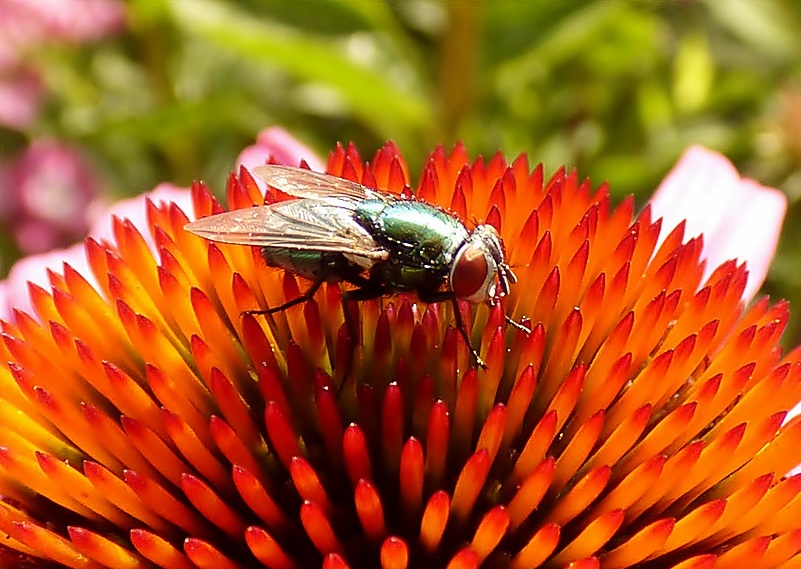 Fliege auf Sonnenhut.