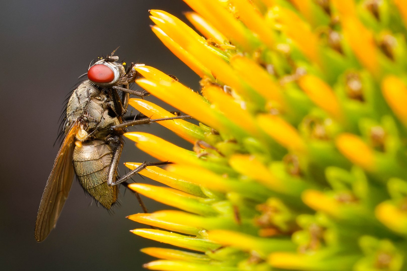 Fliege auf Sonnenhutblüte