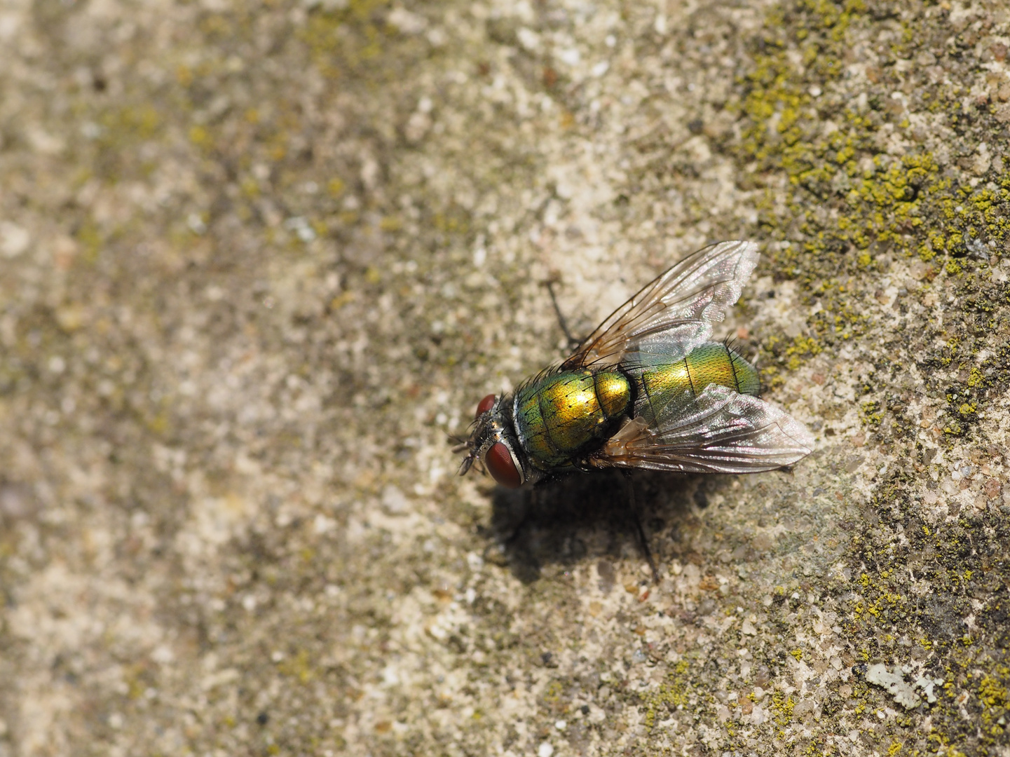 Fliege auf Stein