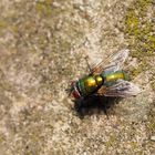 Fliege auf Stein