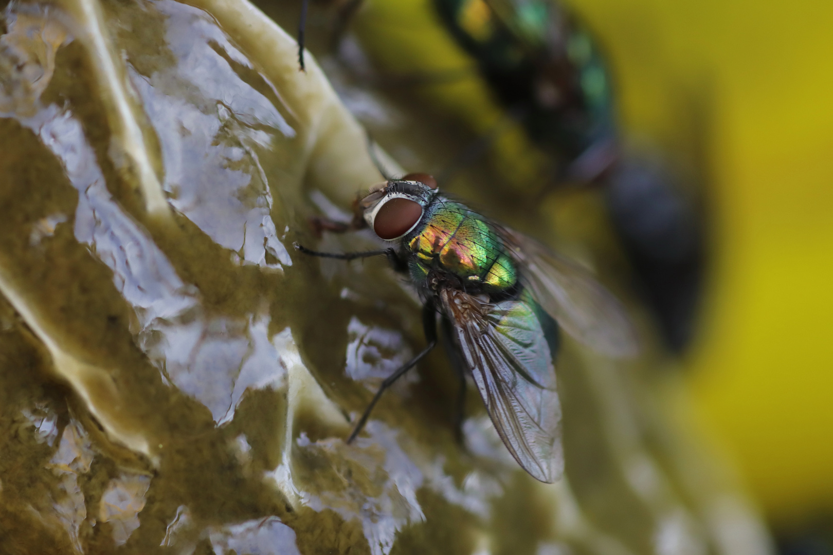 Fliege auf Stinkmorchel