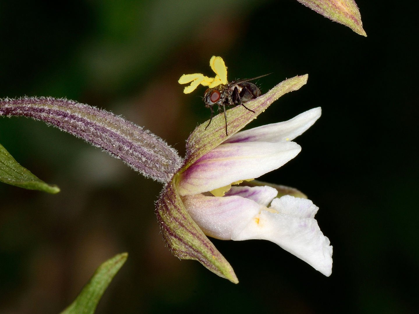 Fliege auf Sumpf-Stendelwurz