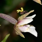 Fliege auf Sumpf-Stendelwurz