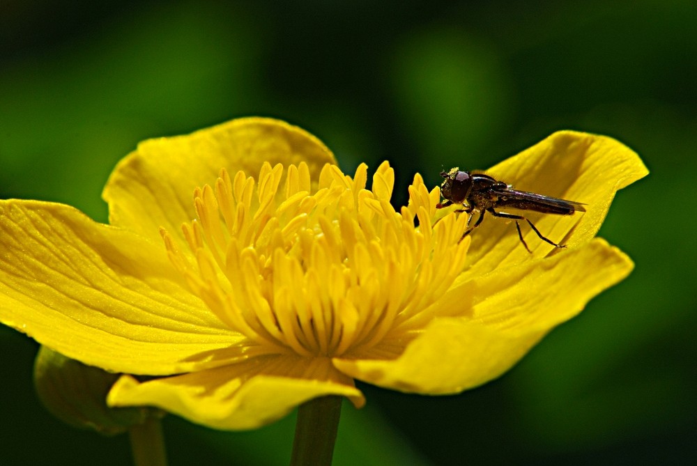 Fliege auf Sumpfdotterblumen