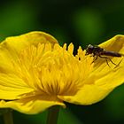 Fliege auf Sumpfdotterblumen