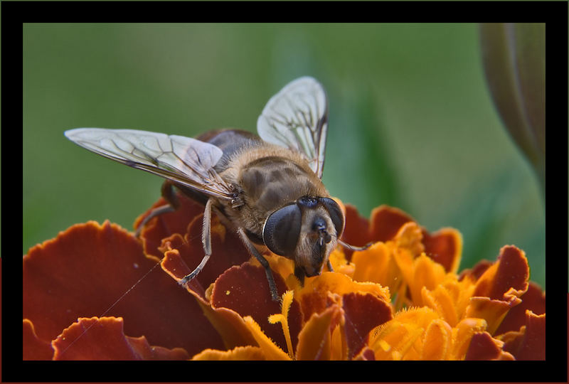 Fliege auf Tagetes