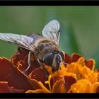 Fliege auf Tagetes