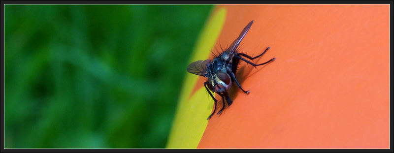 Fliege auf Tasche