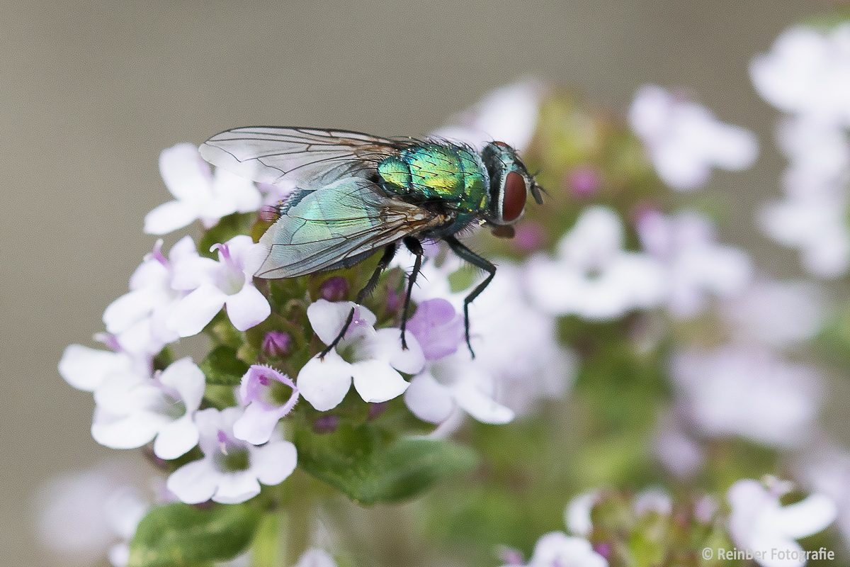 Fliege auf Thymianblüten_2849