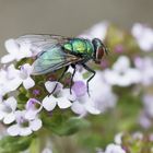 Fliege auf Thymianblüten_2849