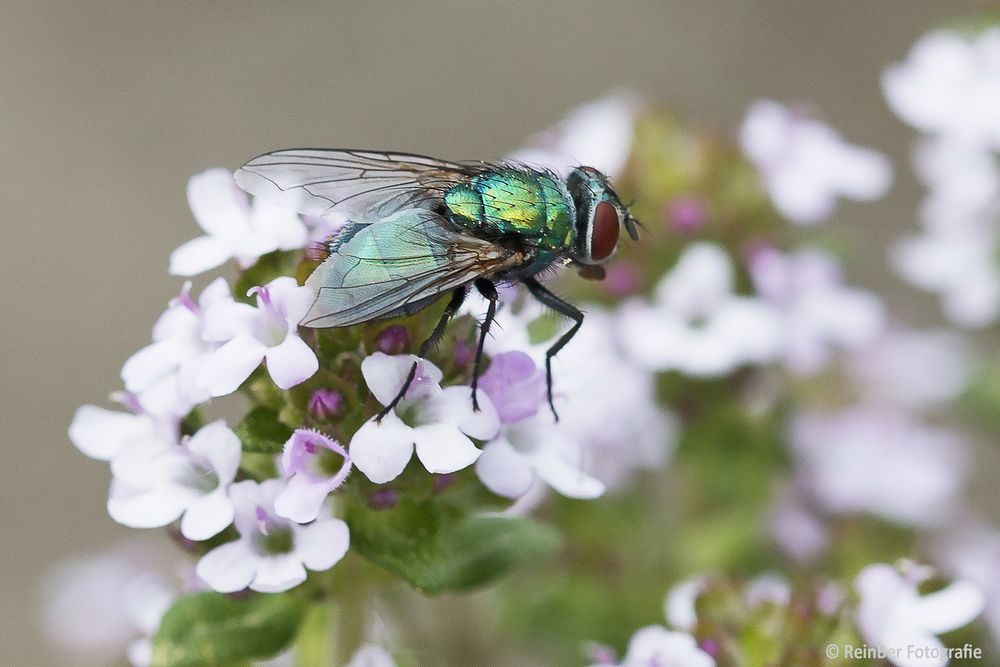 Fliege auf Thymianblüten_2849