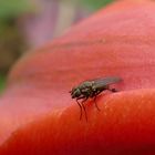 Fliege auf Tulpe