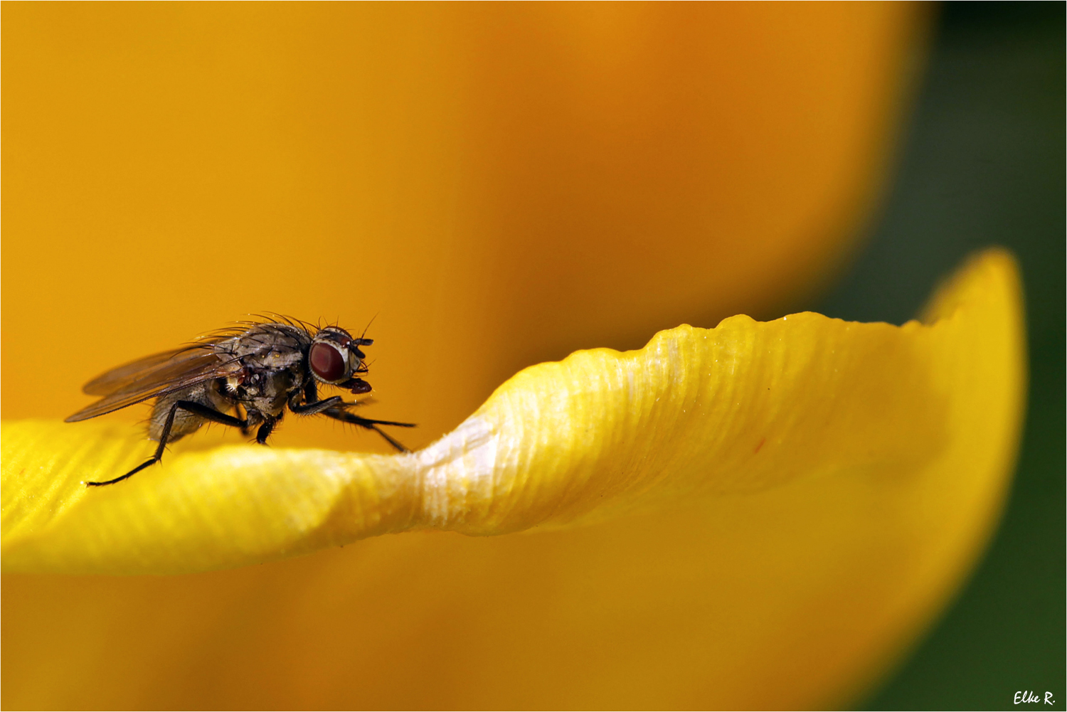 Fliege auf Tulpe