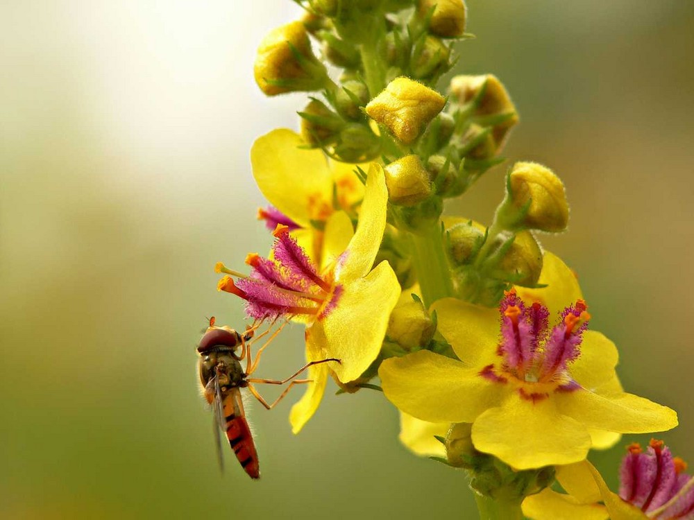 Fliege auf Verbascum Nigrum