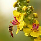 Fliege auf Verbascum Nigrum