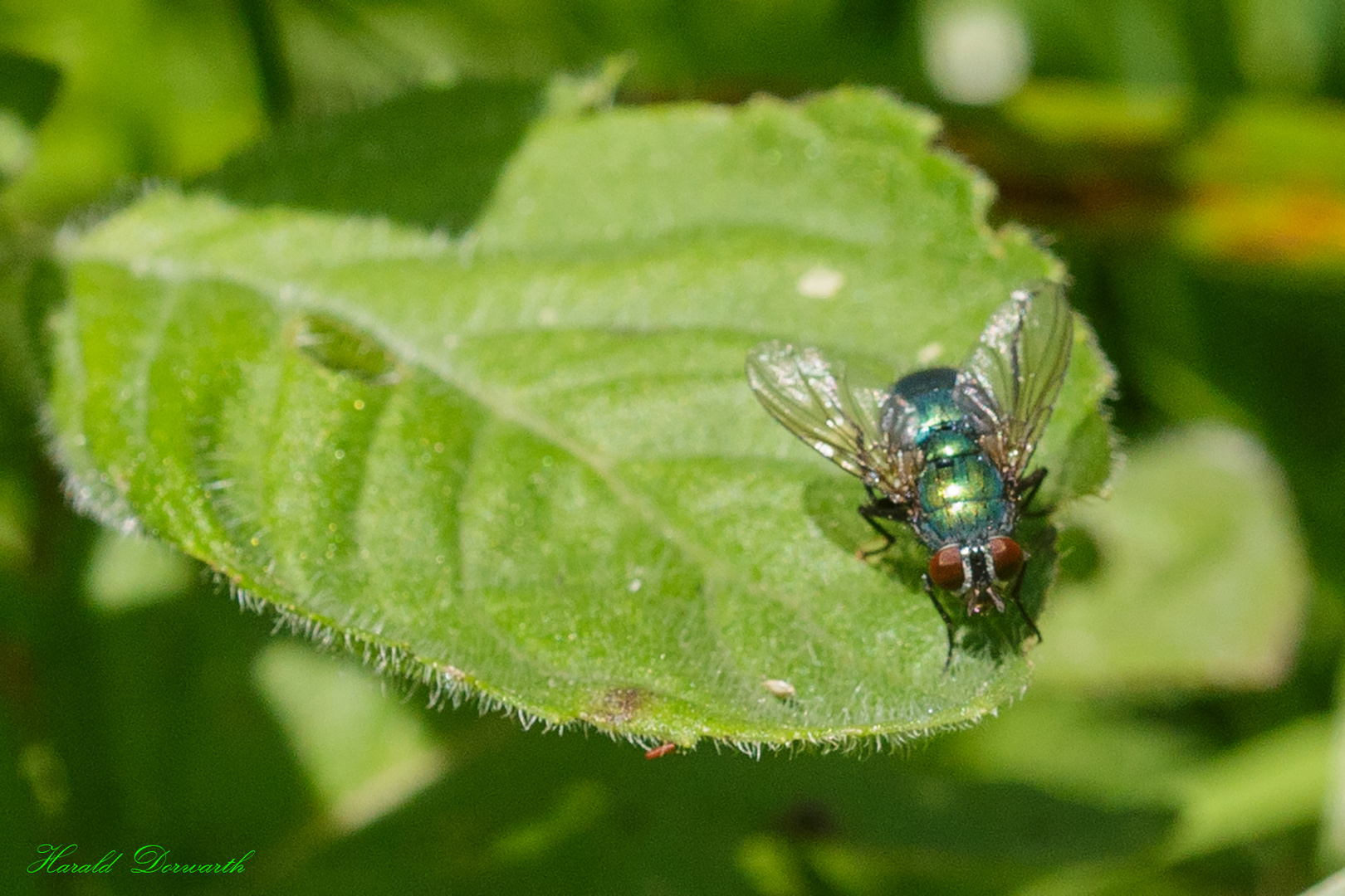 Fliege auf Wasserminze