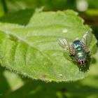 Fliege auf Wasserminze