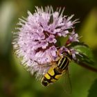 Fliege auf Wasserminze