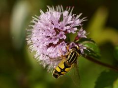 Fliege auf Wasserminze