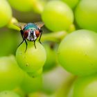 Fliege auf Weintraube