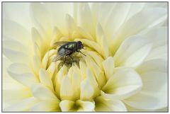 Fliege auf Weiss