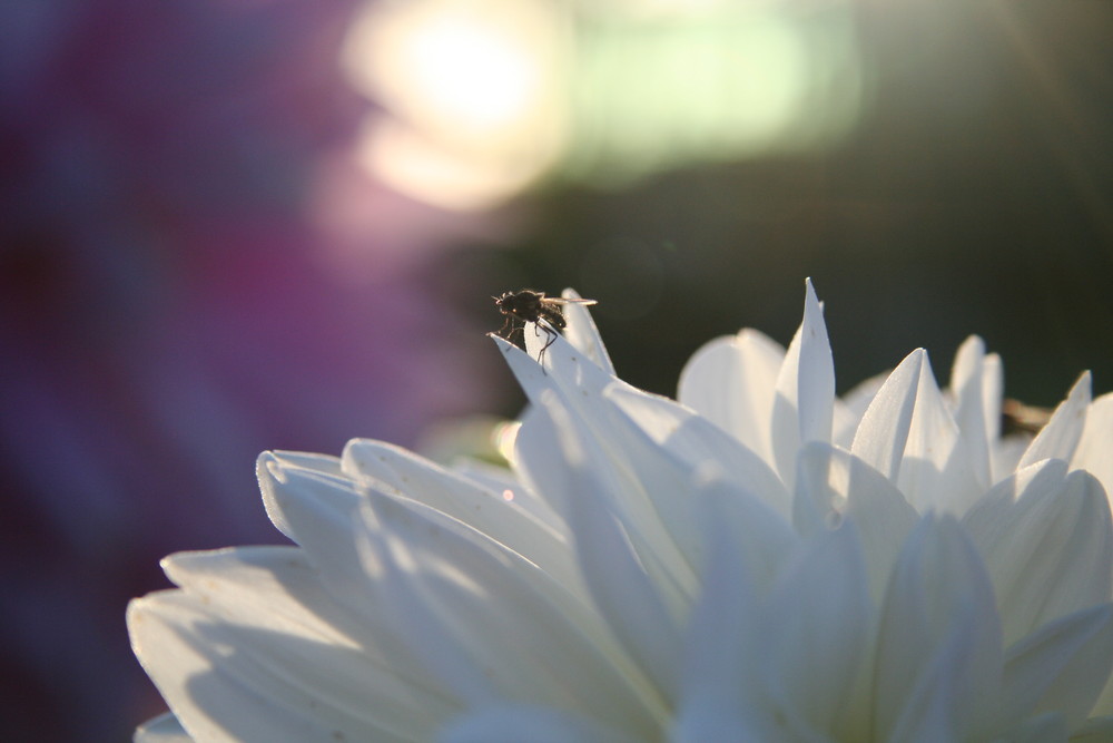 Fliege auf weißer Blume