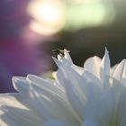 Fliege auf weißer Blume
