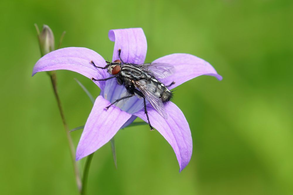 Fliege auf Wiesen-Glockenblume