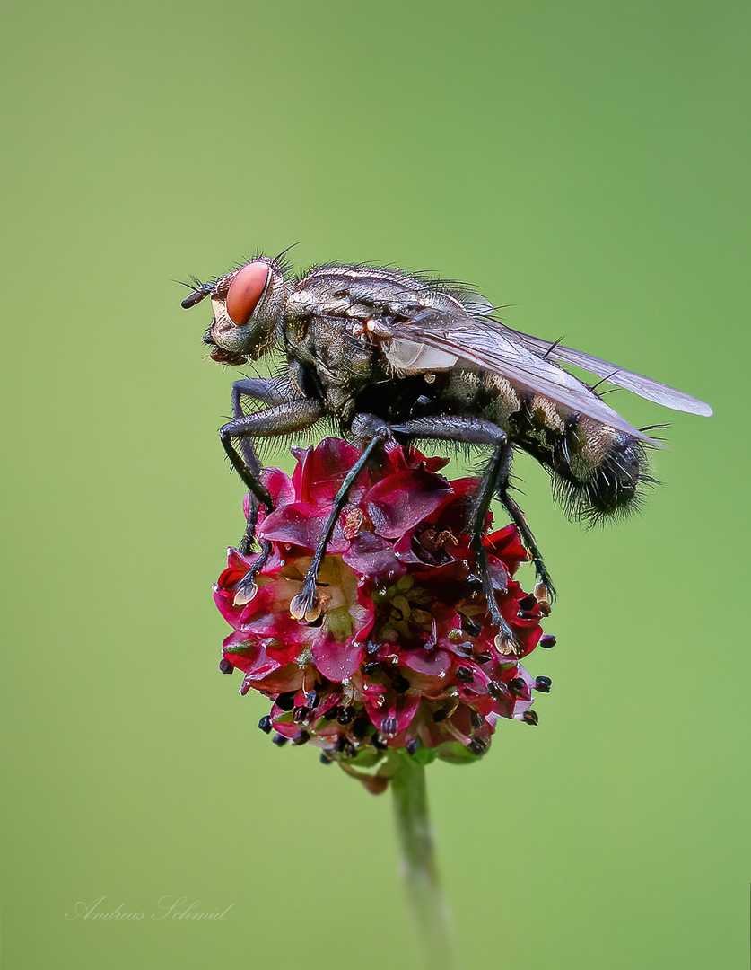 Fliege auf Wiesenknopf