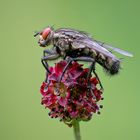 Fliege auf Wiesenknopf