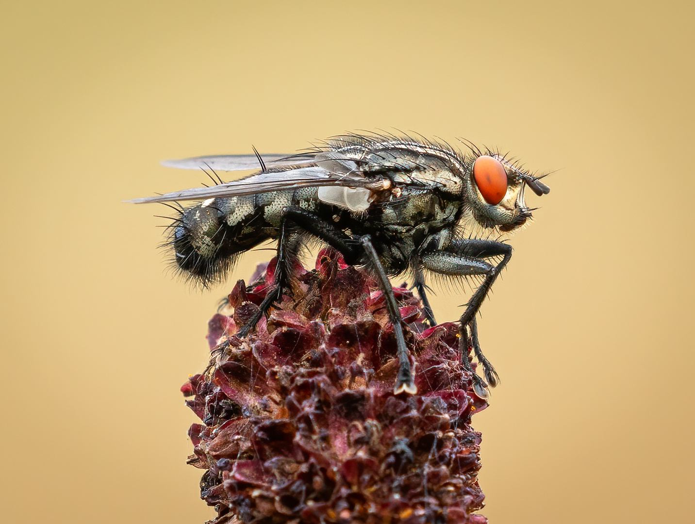 Fliege auf Wiesenknopf