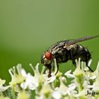 Fliege auf Wilde Möhre