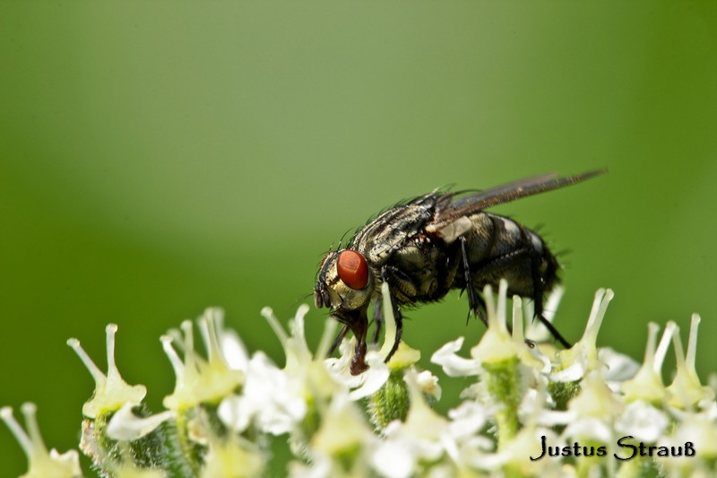 Fliege auf Wilde Möhre