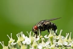 Fliege auf Wilde Möhre