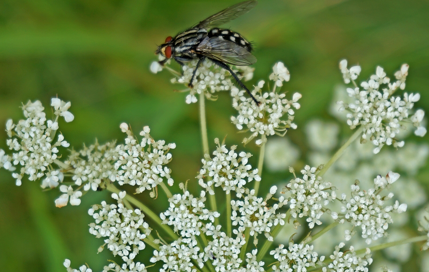 Fliege auf wilder Möhre 2