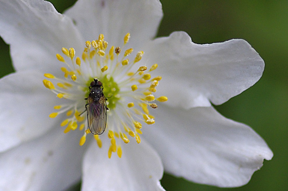 Fliege auf Windbuschröschenblüte