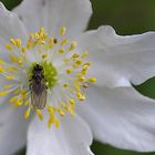 Fliege auf Windbuschröschenblüte