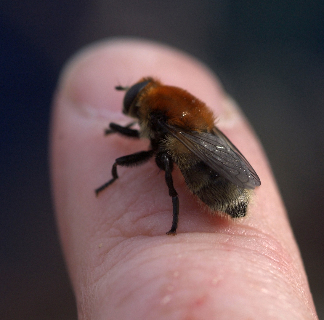 Fliege auf Zeigefinger