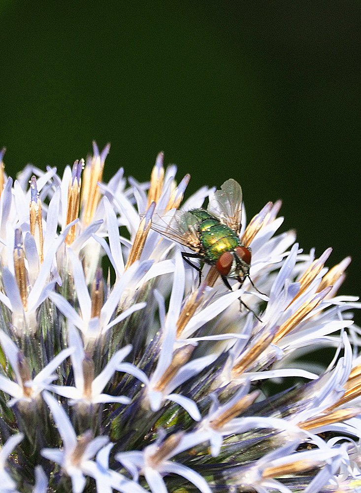 Fliege auf Zierlauch