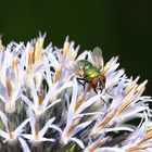 Fliege auf Zierlauch