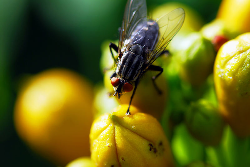 Fliege auf Zierpflanze