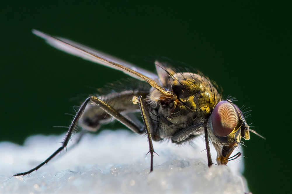 Fliege auf Zuckerwürfel