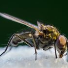 Fliege auf Zuckerwürfel