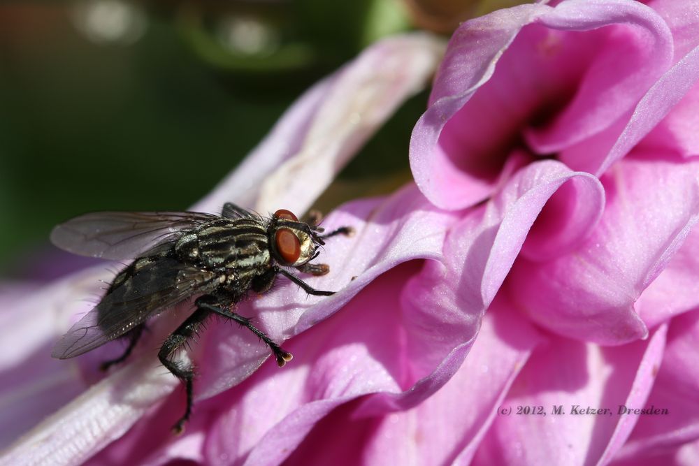 Fliege aus dem Gruselfilm